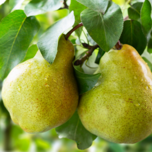 Two ripe pears hanging from a tree branch with green leaves.