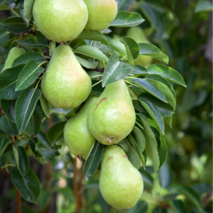 Cluster of green pears hanging from a tree branch with lush green leaves.