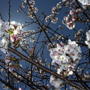 Close-up of pear tree blossoms with sunlight filtering through the branches against a clear blue sky.