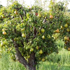 Pear tree loaded with ripe pears in a lush green orchard.