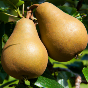 Two ripe brown pears hanging from a tree branch with green leaves.