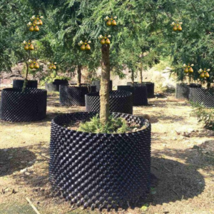 ear trees growing in large black plastic pots.