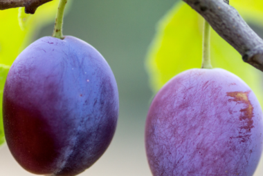 Close-up of two ripe plums hanging on a branch, showcasing their vibrant purple skins with a subtle texture.