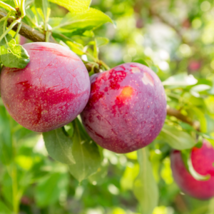Article: The Secret To Growing Plum Trees In Pots. pic - Vibrant red and pink plums with textured surfaces hanging among green leaves in bright sunlight.