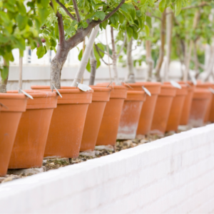 Article: The Secret To Growing Plum Trees In Pots. pic - A line of plum trees growing in terracotta pots along a white painted wall.