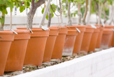 A line of plum trees growing in terracotta pots along a white painted wall.