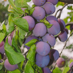Article: The Secret To Growing Plum Trees In Pots. pic - Dense cluster of pale purple plums surrounded by green leaves on a tree branch.