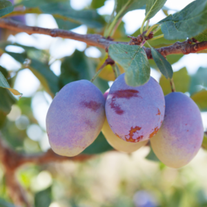 Cluster of three ripe plums on a tree branch, highlighted against a bright, blurred background. Cluster of three ripe plums on a tree branch, highlighted against a bright, blurred background.