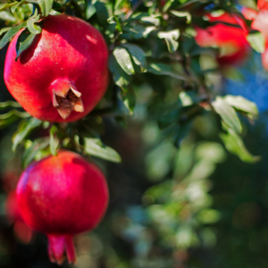 Close-up of a ripe pomegranate hanging on a lush tree, with sunlight filtering through the leaves.