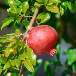 A single pomegranate fruit hanging from a branch, surrounded by vibrant green leaves.