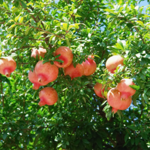 A pomegranate tree densely laden with ripe fruits, under bright sunlight, surrounded by vibrant green leaves.