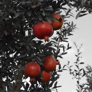 Article: Growing a Pomegranate Tree in a pot. Pic - Ripe pomegranates hanging on a tree with dark, almost black leaves, in a selective color style emphasizing the red fruits.