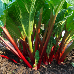 Article: Rhubarb Companion Plants. Pic - Close-up of rhubarb stalks with vibrant red and green colors in a sunlit garden.