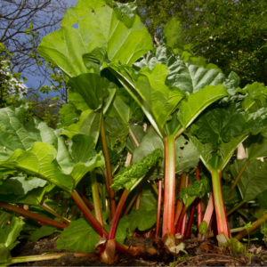 Lush rhubarb plants with large green leaves and vibrant red stalks in a garden.