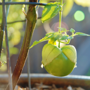 Article: Tomatillo Companion Plants. Pic - "Sunlit green tomatillo fruit hanging from a plant, encased in a light green husk, in a garden setting."
