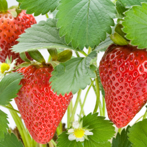 Article: Low Oxalate Foods To Plant With Green Bell Peppers. Pic -Close-up of ripe red strawberries with green leaves and small white flowers, highlighting their vibrant color and freshness.