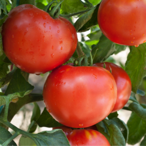Close-up of ripe red tomatoes on the vine, with green leaves in the background, showing droplets of water on the tomatoes.