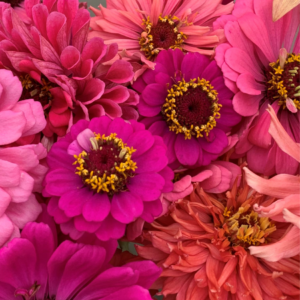 Close-up of a cluster of vibrant pink and magenta zinnias with detailed, multi-layered petals.