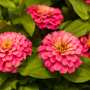 Article: Zinnia Companion Plants. Pic - Close-up of vibrant pink zinnias with detailed layers of petals, surrounded by lush green leaves.