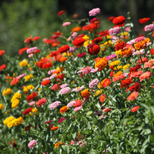 Article: Zinnia Companion Plants. Pic - Colorful field of zinnias with blooms in shades of red, orange, pink, and yellow swaying in the breeze.