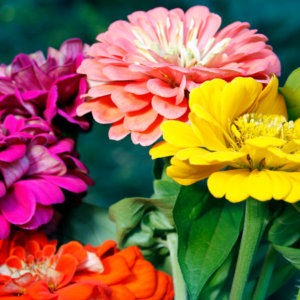 A vibrant display of assorted zinnias in shades of pink, magenta, orange, and yellow, flourishing in a garden.