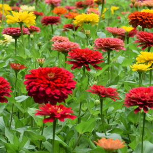 Article: Zinnia Companion Plants. Pic - Lush garden filled with zinnias displaying rich colors of red, pink, yellow, and orange, standing tall among green leaves.