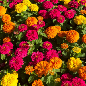 Article: Zinnia Companion Plants. Pic - A vibrant carpet of zinnias in shades of yellow, orange, and pink, densely packed in a sunny garden.