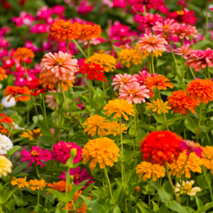 Article: Zinnia Companion Plants. Pic - A lush garden filled with a vibrant assortment of zinnias in shades of orange, pink, and red, nestled among green foliage.