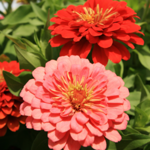 Vibrant red and pink zinnia flowers with intricate petal layers and visible stamens, set against a backdrop of lush green foliage.
