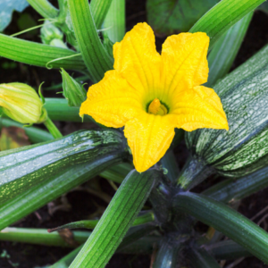 Article; Grow Your Own Low-Oxalate Foods. Pic - Close-up of a bright yellow zucchini flower blooming on a zucchini plant, with green leaves and a developing zucchini.