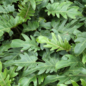  A dense cluster of lush, green Philodendron leaves with deep lobes and a glossy texture.