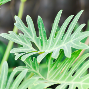  Close-up of green Philodendron leaves with deep lobes, showcasing their unique texture and shape.