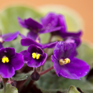 Close-up image of African Violet flowers with vibrant purple petals and yellow centers.