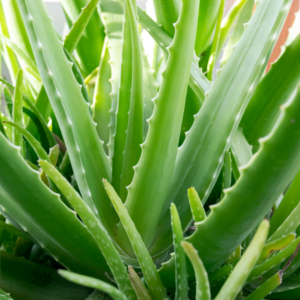 Close-up image of an Aloe Vera plant showing its thick, fleshy green leaves with serrated edges.