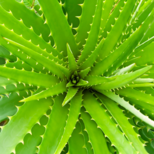  A close-up view of a bright green aloe vera plant, showcasing its spiky, fleshy leaves arranged in a rosette pattern.