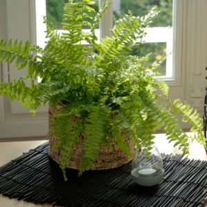  A lush Boston fern in a woven basket, placed on a black mat near a window, with a small candle holder beside it.