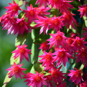 Close-up of blooming Christmas Cactus with vibrant pink flowers and green foliage.