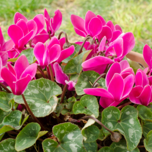 Close-up of blooming Cyclamen plants with vibrant pink flowers and variegated green leaves.