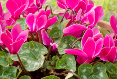 Close-up of blooming Cyclamen plants with vibrant pink flowers and variegated green leaves.