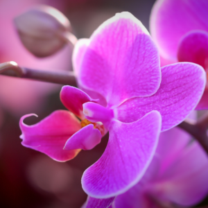  Close-up of a vibrant pink orchid in full bloom, with delicate petals and a soft, blurred background.