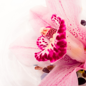  Close-up of a pink orchid flower with dark pink speckles, surrounded by smooth, colorful pebbles on a white background.