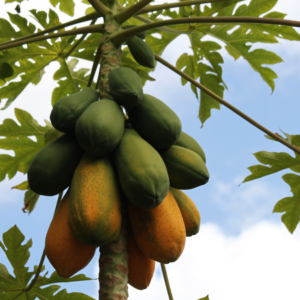 A cluster of green and ripening papayas hanging from a papaya tree with large leaves against a blue sky.