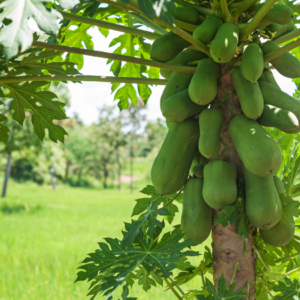 A papaya tree with a cluster of green papayas hanging from the trunk, surrounded by large green leaves with a lush green field in the background.