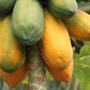 Close-up of green and yellow papayas growing on a tree, showing the transition from unripe to ripe fruit.