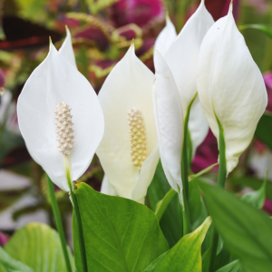  Close-up of blooming peace lilies with white spathes and green leaves, set against a colorful background.