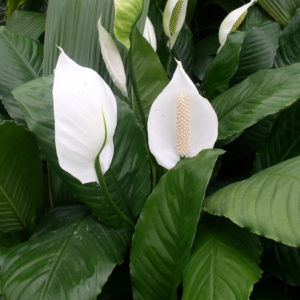 Close-up image of Peace Lily plants with white spathes and lush green leaves.