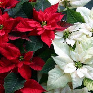 Close-up of vibrant red and white Poinsettia plants with green leaves.