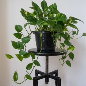 Pothos plant in a black pot, placed on a black stool, with long trailing vines and heart-shaped green leaves.