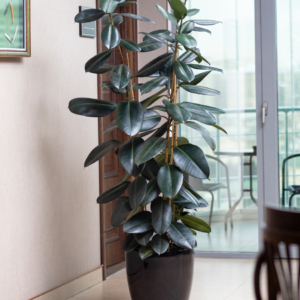  A tall rubber plant with large, glossy green leaves in a black pot, placed in a modern indoor setting near a window.