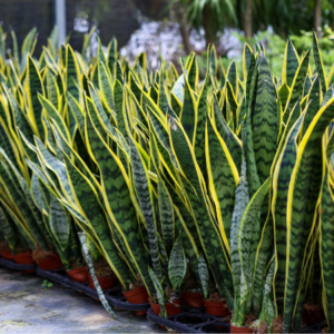  A row of potted snake plants with tall, upright green leaves edged in yellow, arranged in a garden setting.